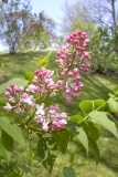 Sierra Exif JPEG