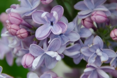 Ultra Lavender