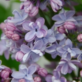 Ultra_Lavender_2019_LM_CF