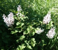 UNH_DWARF_cognomen_201906_Bentley_garden_JB