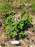 UNH_Dwarf_20210516_MLD_MLD_1