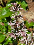 UNH_Dwarf_20210516_MLD_MLD_2