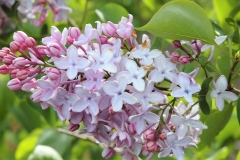 Vaiga