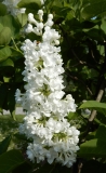 Vaigla_Valge_Estonia_IS_1
