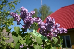 Valdek