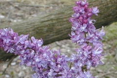 Valetteana