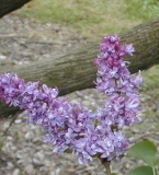 Valetteana_2003_HP_MM__DM