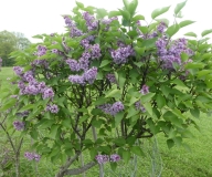 Valetteana_201906_RBG_MLD_2
