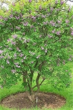 Valetteana_ZB_1