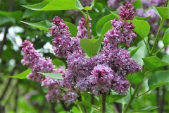 Valetteana_ZB_2