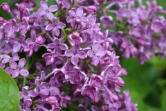 VANS_PURPLE_2021_Russia_NS