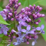 VANS_PURPLE__201906_LM_CF