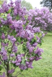 Vans_Purple_2013_HP_TP_3