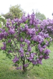 Vans_Purple_2013_HP_TP_4
