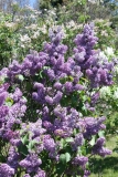 Vans_Purple_2013_HP_TP_5