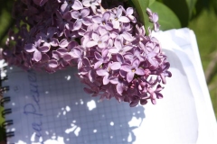 Vans_Purple_2013_HP_TP_6