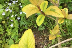 Variegata (emodi)