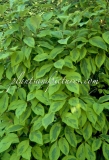 Variegata_emodi_1999_1_BN_RHT