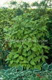 Variegata_emodi_1999_BN_RHT