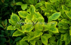 Variegata_emodi_2003_BN_RHT_1