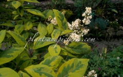 Variegata_emodi_2003_BN_RHT_2