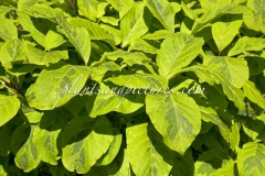 Variegata_emodi_2003_BN_RHT_3