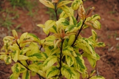 Variegata_emodi_England_JCR