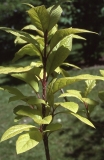 Variegata_emodi_RBG_CH