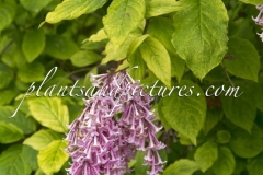 Variegata (prestoniae)