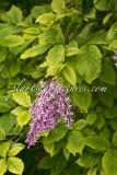 Variegata_prestoniae_2015_BN_RHT_1