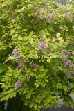 Variegata_prestoniae_2015_BN_RHT_2