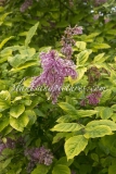 Variegata_prestoniae_2015_BN_RHT_3