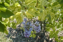 Variegata (vulgaris)