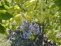 Variegata_vulgaris_2003_HP_MM__DM_2