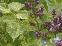 Variegata_vulgaris_2003_HP_MM__DM_3