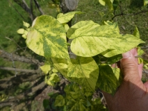 Variegata_vulgaris_201805_HP_MLD_2