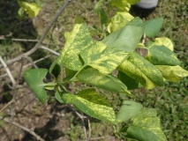 Variegata_vulgaris_201805_HP_MLD_3