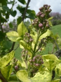 Variegata_vulgaris_201805_HP_MLD_4
