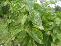 Variegata_vulgaris_201906_HP_MLD_1