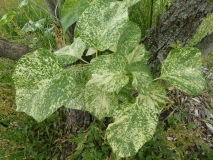 Variegata_vulgaris_201906_HP_MLD_2