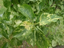 Variegata_vulgaris_201906_HP_MLD_3