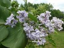 Variegata_vulgaris_201906_HP_MLD_4