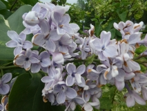 Variegata_vulgaris_201906_HP_MLD_5