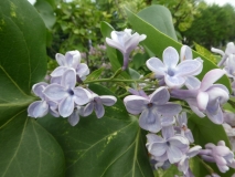 Variegata_vulgaris_201906_HP_MLD_6