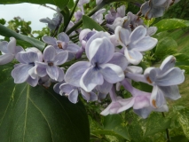 Variegata_vulgaris_201906_HP_MLD_7