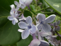 Variegata_vulgaris_201906_HP_MLD_8