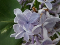 Variegata_vulgaris_201906_HP_MLD_9