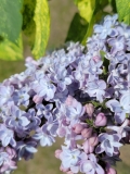Variegata_vulgaris_20220513_HP_MLD_2