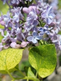 Variegata_vulgaris_20220513_HP_MLD_3