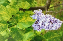 Variegata_vulgaris_HP_JA